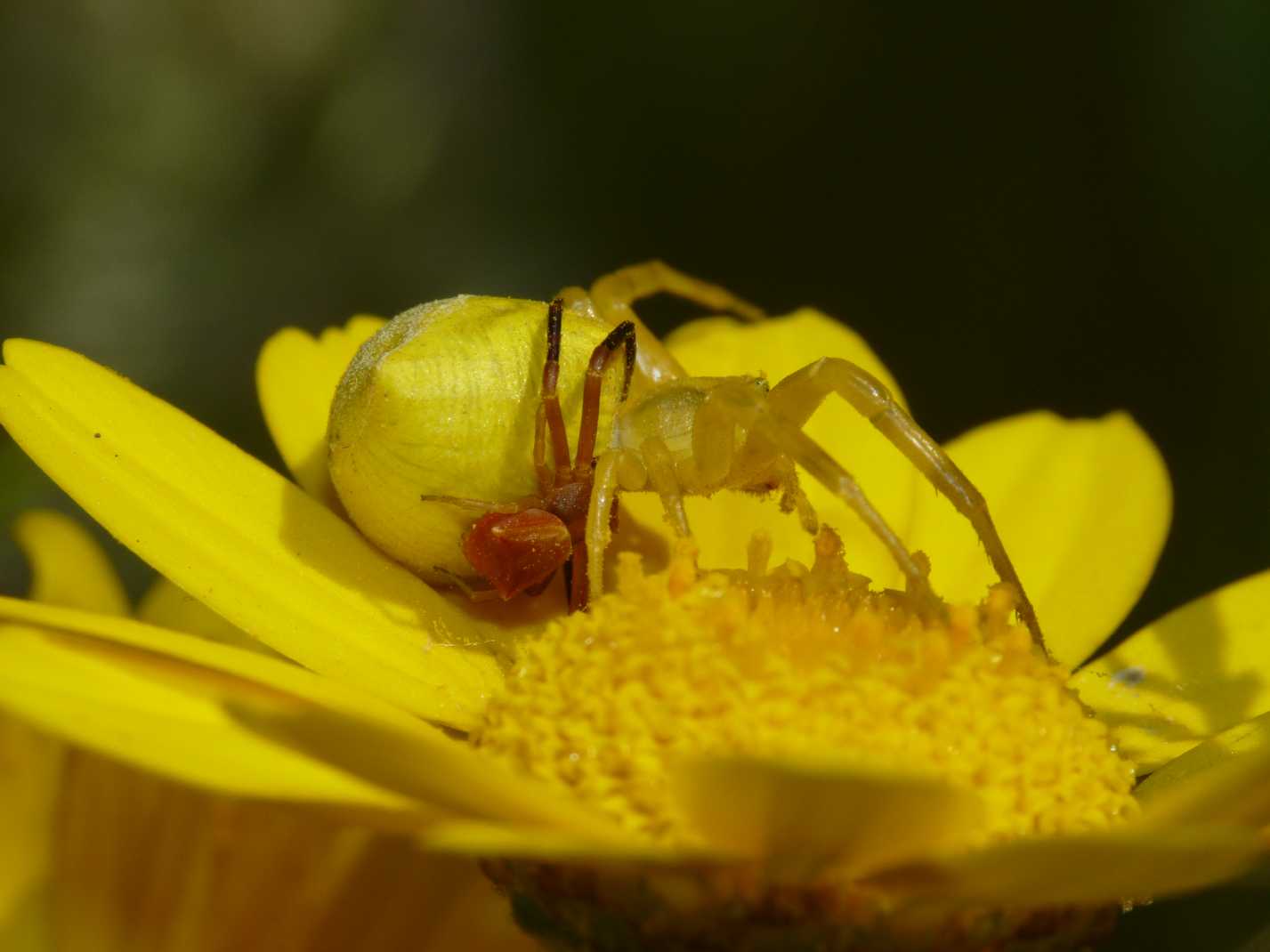 Thomisus onustus - Accoppiamento